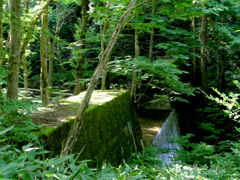 苔蒸す堰堤(えんてい)(白水川)