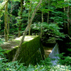 苔蒸す堰堤(えんてい)(白水川)