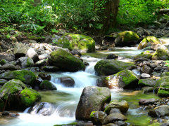 苔蒸す岩々