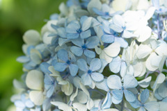 お盆の紫陽花