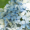 お盆の紫陽花