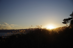 三ツ石海岸のススキ