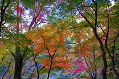 昇仙峡のカラフルな紅葉