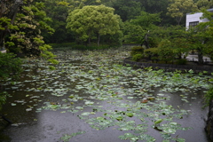 鶴岡八幡宮の蓮