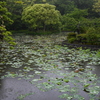 鶴岡八幡宮の蓮