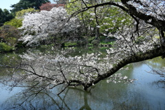 新宿御苑の桜