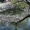新宿御苑の桜