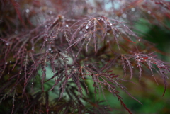 雨の葉っぱ