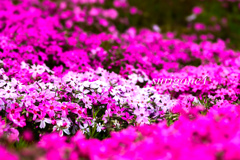 芝桜