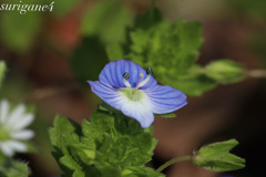 小花