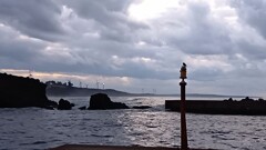 強風の中で佇む鳥君