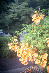 A7C00421