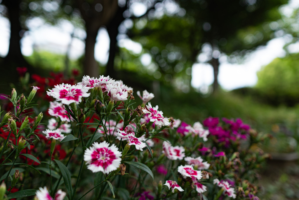 アメリカなでしこ