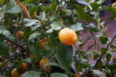 飛行よ　飛行よ