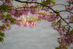 河津の賜物