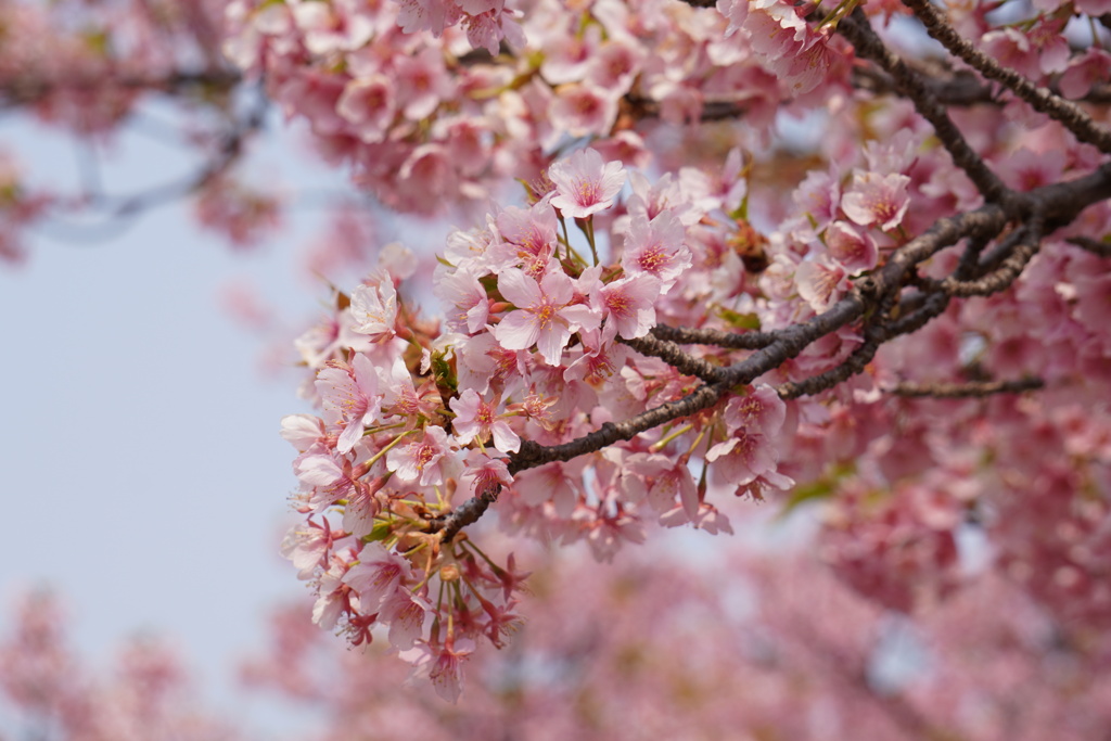 河津桜