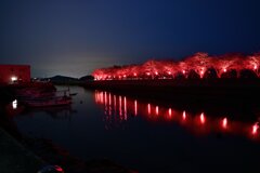 ４月５日鷺浦桜10_00001