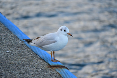 うみねこの新入生