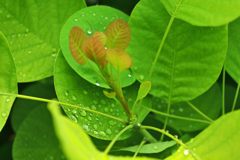 初夏のニューフェイス