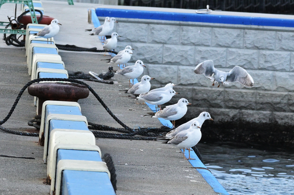 うみねこの学校