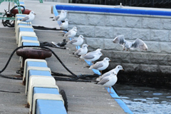 うみねこの学校