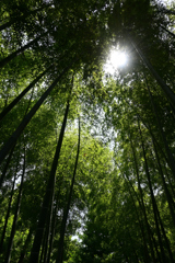 初夏の竹林