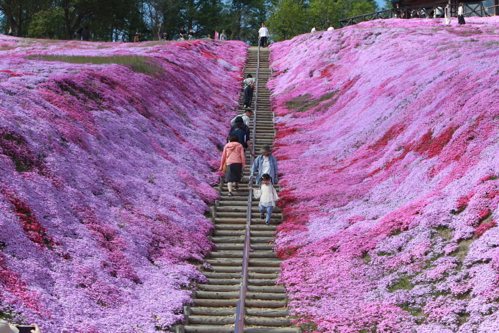 東藻琴の芝桜