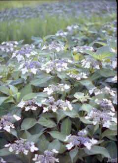 紫陽花