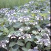 紫陽花