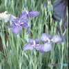花菖蒲