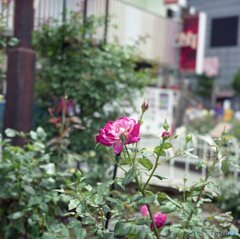 薔薇