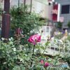 薔薇