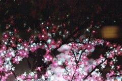 紅白のイルミネーション