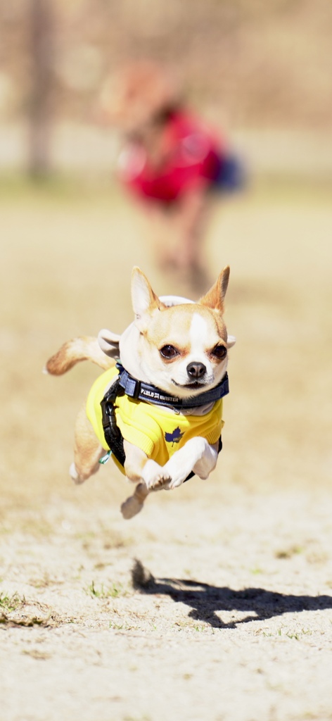 チワワ　