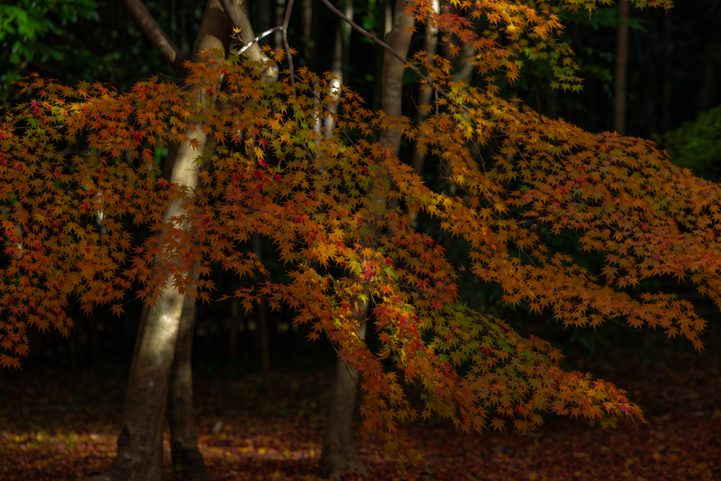光が差し込む紅葉