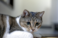 猫