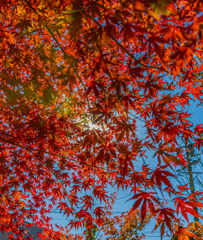紅葉