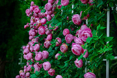 半開きの薔薇たち