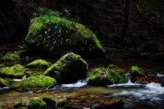 苔むす岩と岩