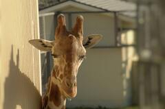 ちょっと照れ屋さん