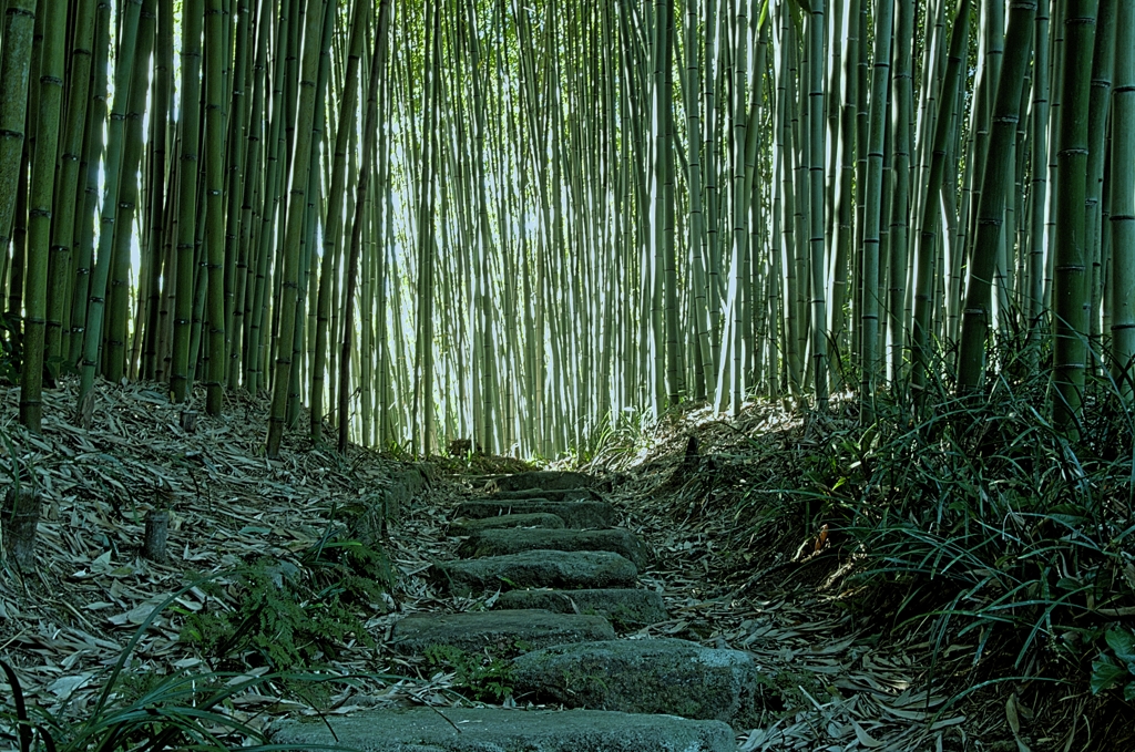 小道