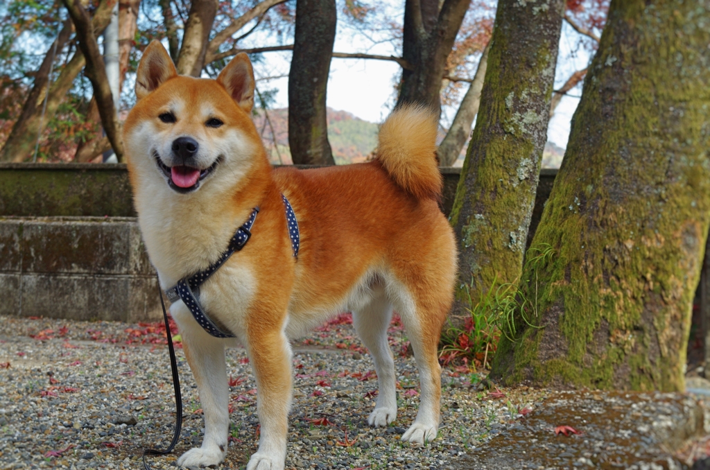 笑顔