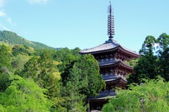 新緑に包まれる醍醐の塔
