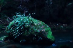 植物を育てる岩石