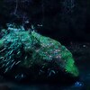 植物を育てる岩石