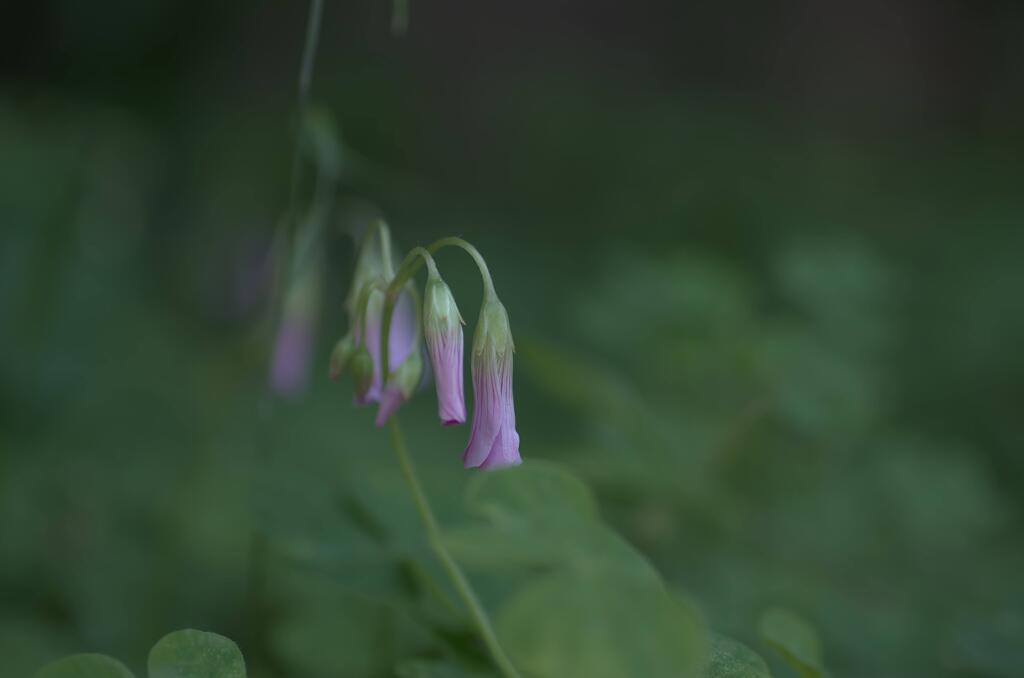 これから芽生える小さな命