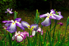 花菖蒲