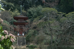 初春の浄瑠璃寺