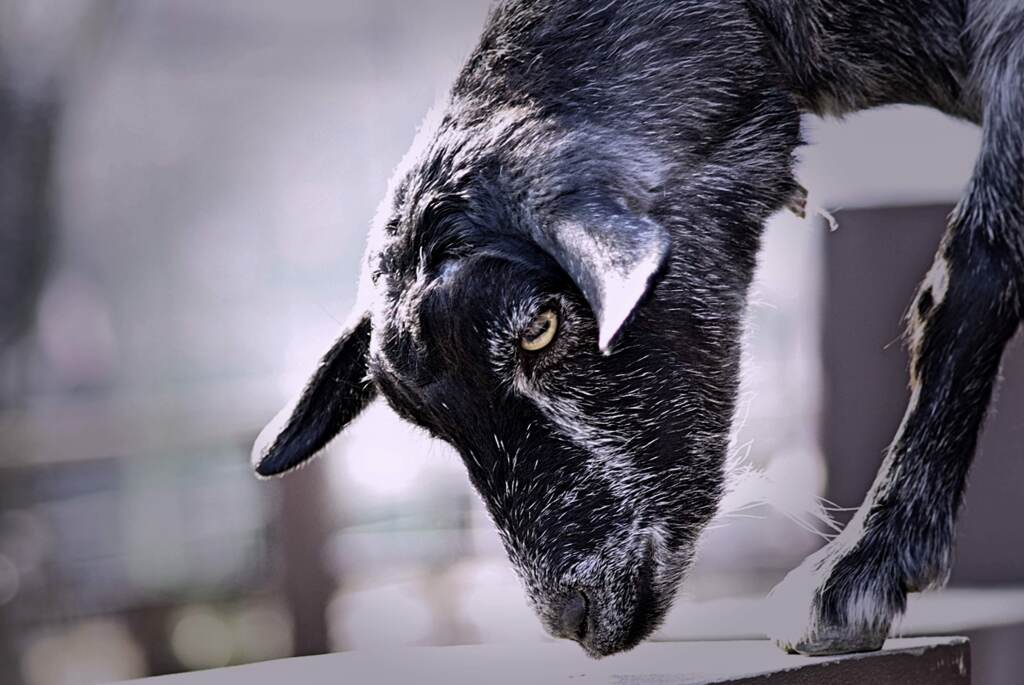 黒いヤギ