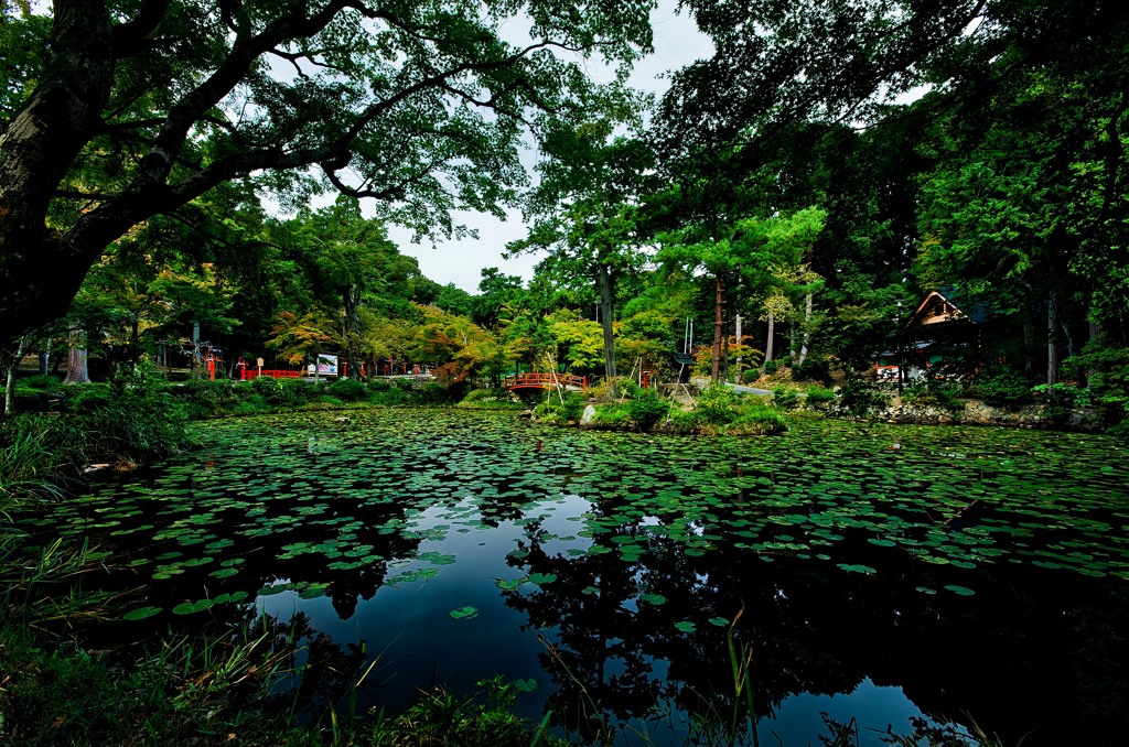 モネの池
